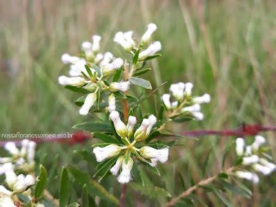 Planta Alecrim Do Campo - Alecrim-do-campo (Baccharis dracunculifolia): saiba todos os seus ...