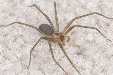 Brown Recluse Vs Black Widow Spiders Mississippi State University Extension Service