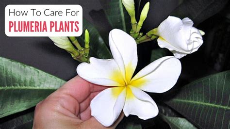 Black Spots On Plumeria Causes And Treatment All In Gardening