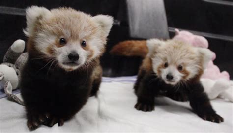 Red Panda Twins Born at Lincoln Children's Zoo in Nebraska | TIME