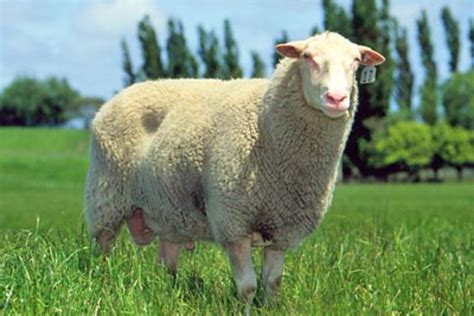 East Friesian Sheep