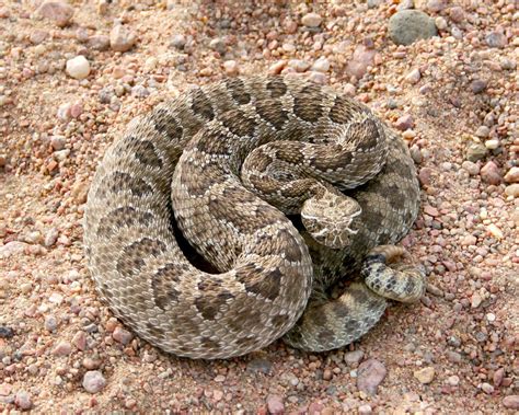 Importing Rattlesnakes To Sell As Exotic Meats California Outdoors Q