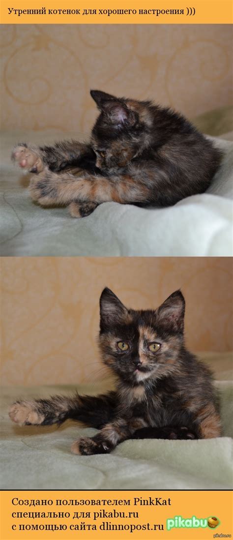 Котогимнастика ))) | Пикабу