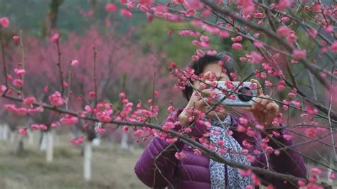 青原山景区：梅花开满树 踏春赏梅正当时大城小事吉安麦地网