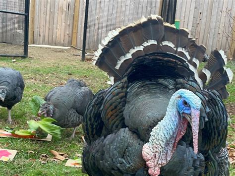 National Zoo On Twitter 🦃 Its Turkey Day Bird House Keepers