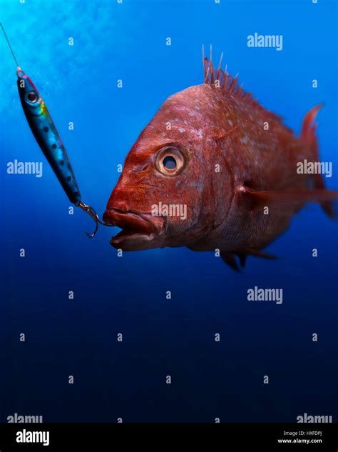 Red Snapper Chasing An Artificial Lure Stock Photo Alamy