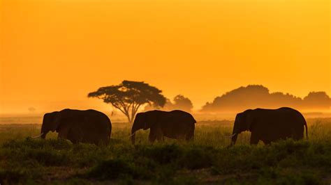 African Elephants Amboseli National Park Kenya Bing Gallery