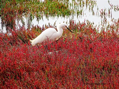 Small White Heron Pamela Macchiavello Flickr