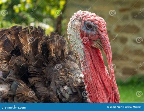 Turkey Stock Image Image Of Head Close Domestic Bird