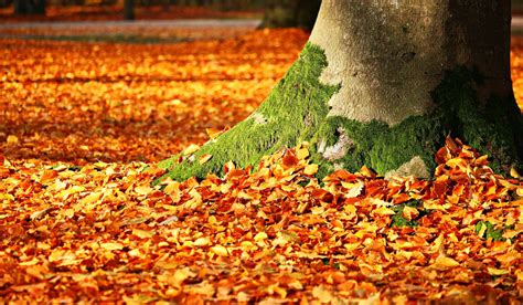 Leaves Falling Off Trees Early - Twinkl NewsRoom - Twinkl