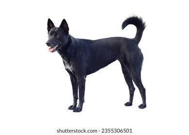 58,108 Big Dog Black Background Royalty-Free Images, Stock Photos & Pictures | Shutterstock