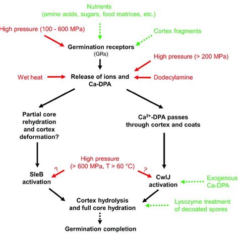 Overview Of Germination Stimuli And Proposed Germination Pathways Of Download Scientific