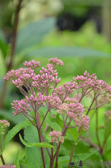 Eupatorium Maculatum Atropurpureum Sadziec