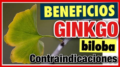 Ginkgo Biloba Beneficios Efectos Secundarios Propiedades