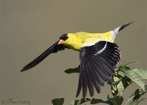Goldfinch Flying