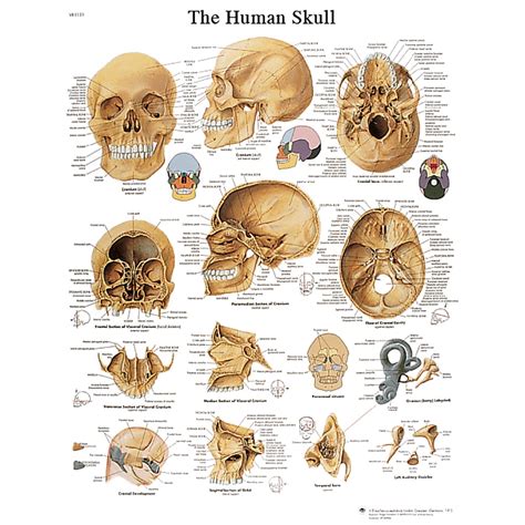 Anatomical Charts And Posters Anatomy Charts Vinyl Adhesive Charts