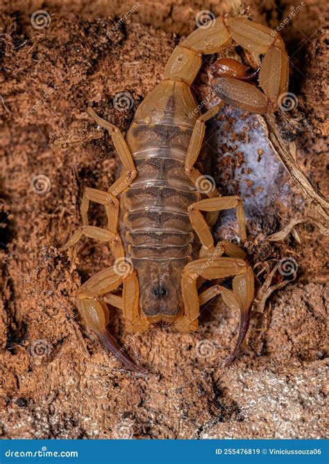 Adult Female Brazilian Yellow Scorpion Stock Image - Image of arthropod ...