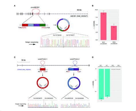 Structure Analysis And Qpcr Validation Of Circrnas A The Upper