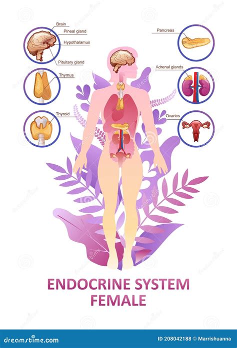 Poster Van Menselijke Endocriene Organen Vector Illustratie