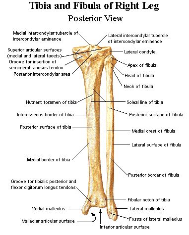 Tibia Anatomy - fasrfamily