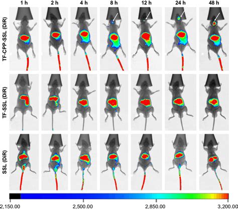 In Vivo Imaging Of Different Liposome Loaded Dir In Tumor Bearing Nude