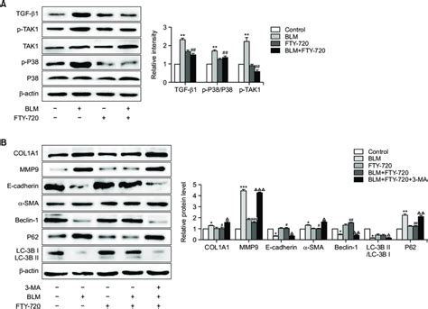 Effect of FTY 720 on proteins of TGF β1TAK1 P38MAPK pathway and