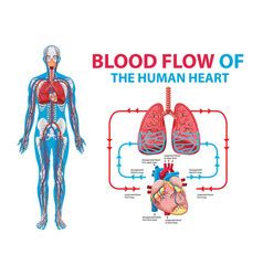 Girl With Diabetes Symptoms Diagram Royalty Free Vector