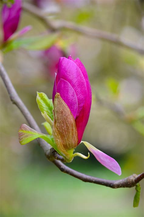 Kostenlose foto Baum Natur Ast blühen Weiß Blatt Blume