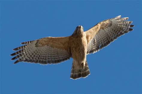 Common Birds Of Prey In Michigan Must Know Explain Photos