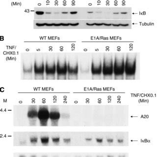 Deficiency of A20 induction in E1A/Ras-transformed MEFs. (A and B ... 