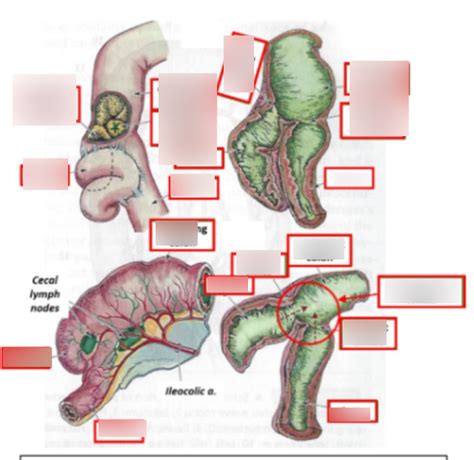 cecum - 12 Diagram | Quizlet