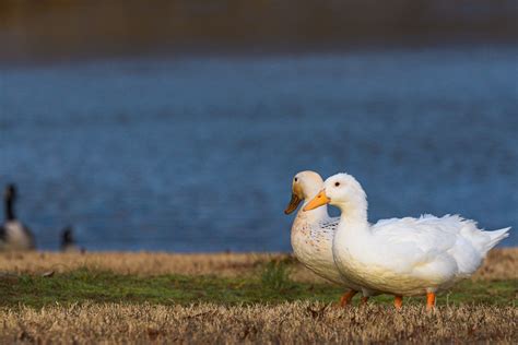 Ducks Darrell Cummings Flickr