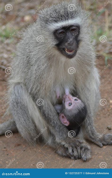 Baby Monkey Feeding stock image. Image of baby, feeding - 132725377