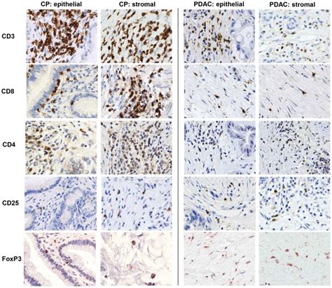 Representative Stainings Present The Distribution Of Cd3 Cd8 Cd4 Download Scientific Diagram