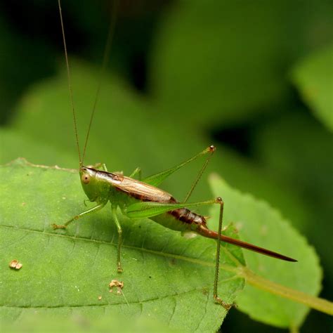 Short Winged Meadow Katydid Conocephalus Brevipennis Femal Flickr