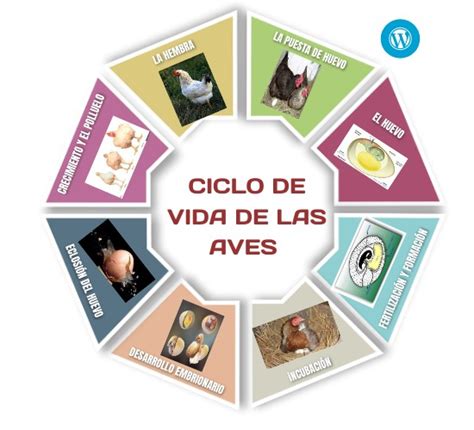 Ciclo De Vida De Las Aves