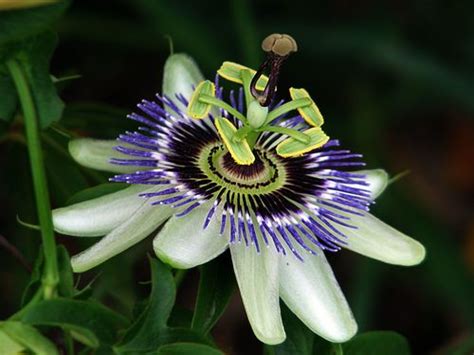 Pasionaria Azul Passiflora Caerulea