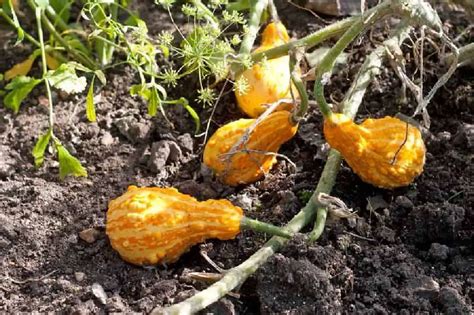 The Ultimate Guide to Growing Gourds in Pots or Containers - FarmingThing.com