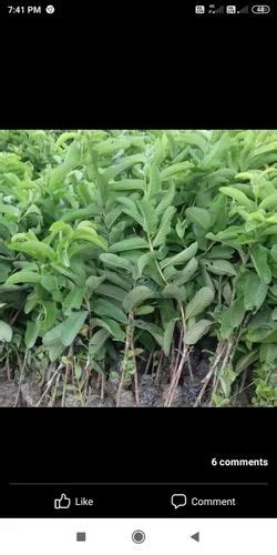 Full Sun Exposure Green Lalit Guava Plant For Outdoor At Rs Piece