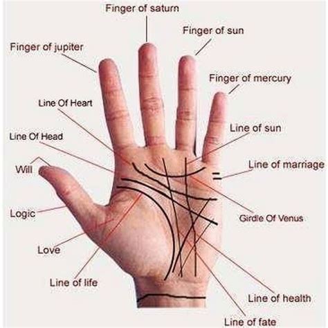 Palm Astrology Palmistry How To Read Hand Lines For Beginners