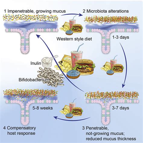 Bifidobacteria Or Fiber Protects Against Diet Induced Microbiota