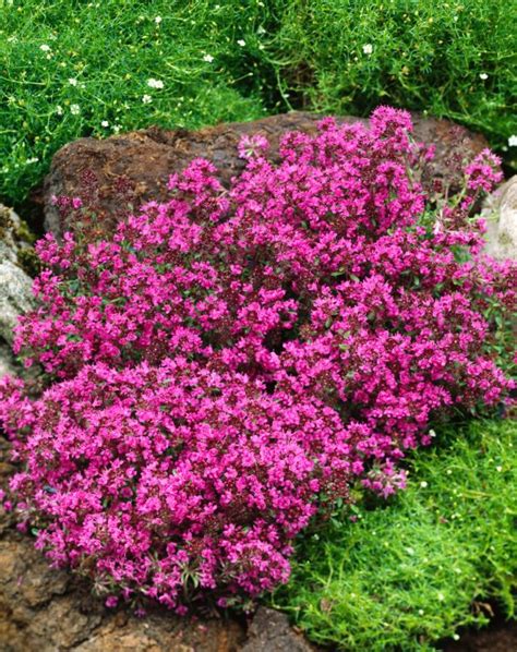 Thymus Praecox Creeping Red P9 Cm