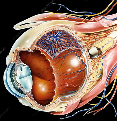 Anatomy The Eye