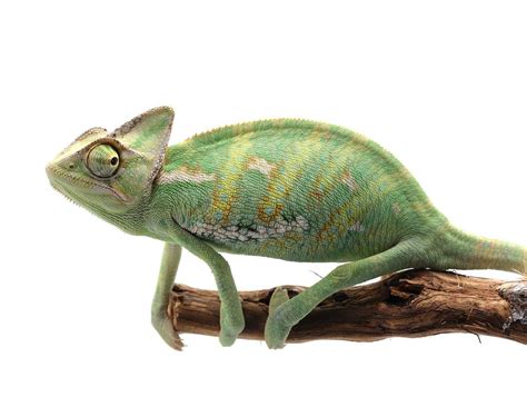 Veiled Chameleon For Sale - Pet City Houston