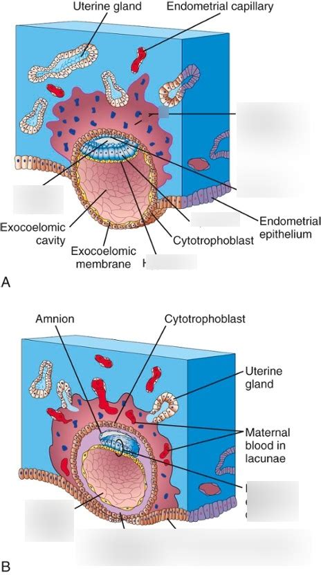 Implantation Of Blastocyst Diagram Quizlet