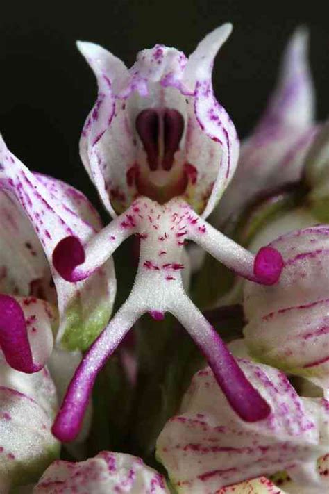 Plantas Que Parecem Organismos Alien Genas Mundo Gump