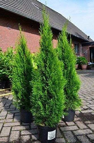 Emerald Arborvitae Thuja Occidentalis Emerald 80 100 Cm In 5 Liter