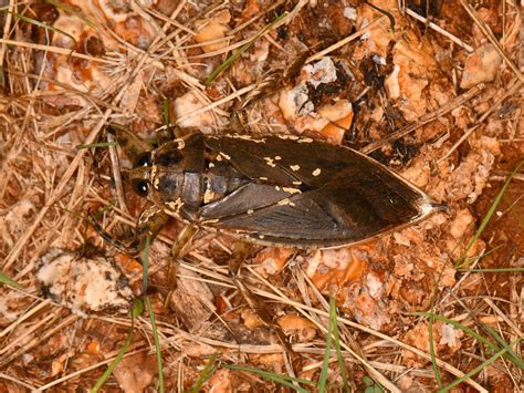 Lethocerus Medius From Mason County Tx Usa On October At