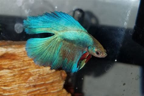 Betta Fish Velvet Disease Symptoms Treatment And Prevention