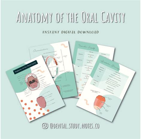 Anatomy Of The Oral Cavity Digital Download Anatomydentistrydental